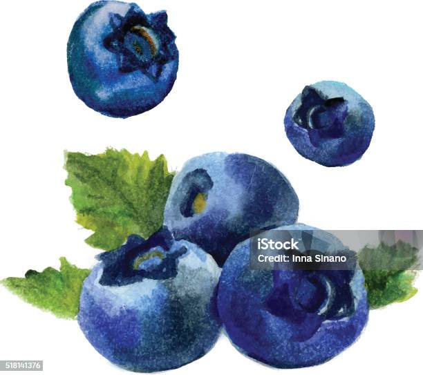 Watercolor Blueberry Isolated Stock Illustration - Download Image Now - Blueberry, Illustration, Drawing - Activity