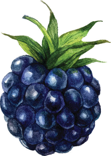 ilustrações, clipart, desenhos animados e ícones de aquarela blackberry isolado - backgrounds berry close up dessert