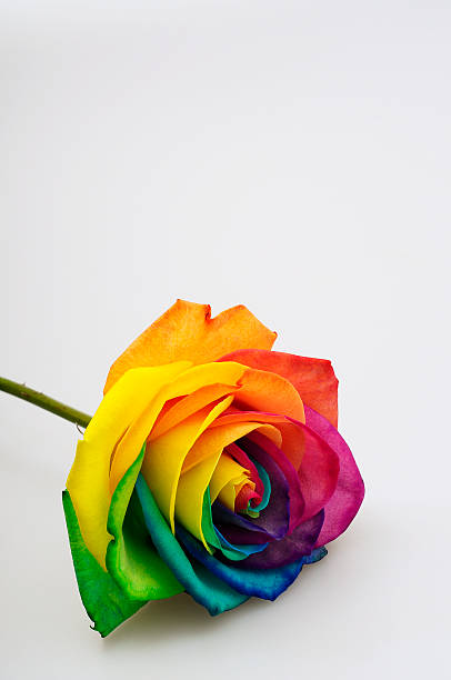 istock Close up of rainbow rose flower 518142108