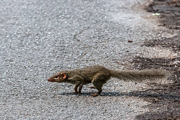 istock squirrel runs across the road 518142826