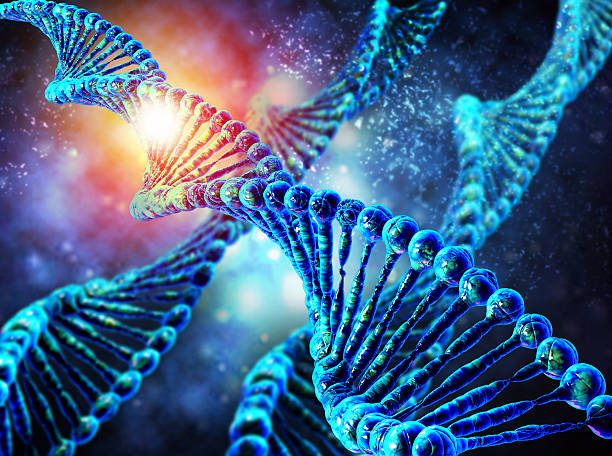 homem cadeia de dna - nucleotides - fotografias e filmes do acervo