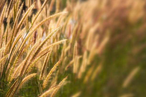 istock setaceum pennisetum or gramineae grass field 518143640