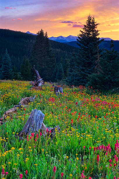 istock Beautiful Alpine Wildflowers and Mountain Views 518143790