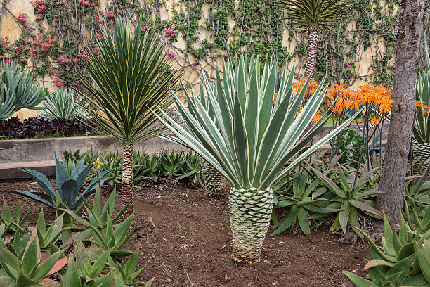 istock botanical garden Funchal 518144202