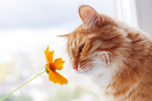 Ginger cat sniffs a bright yellow flower. Cozy morning at home.