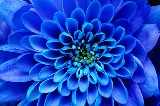 istock Details of blue flower for background or texture 518145140