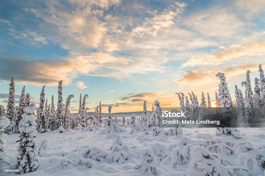 Winter landsscape in direct light Winter landscape in direct light in warm after noon light, with plenty of snow on the trees, Gällivare, Swedish Lapland, Sweden Cold Temperature Stock Photo