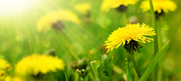 istock Yellow dandelion flowers . 518146542