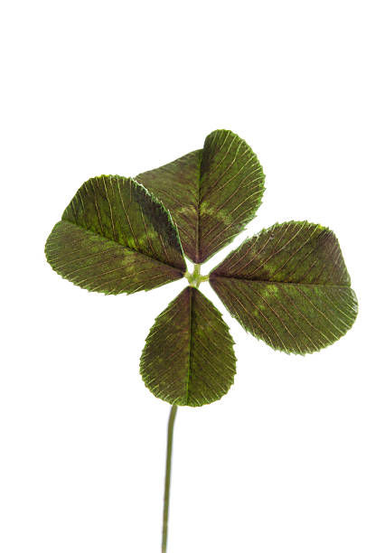 istock four-leaf clover for good luck isolated on white background 518146610