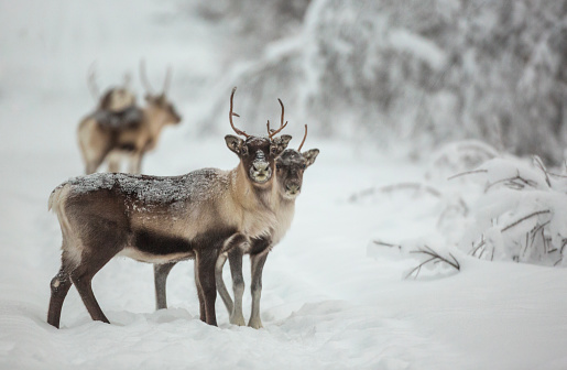 Reindeer standing in forest in winter season looking in to the camera, Gällivare, Swedish Lapland, Sweden