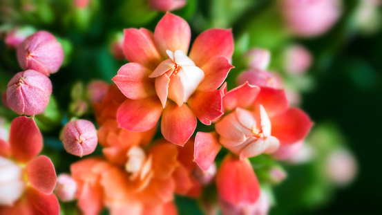 Horizontal 16/9 composition color photography of macro shot of Kalanchoe flower pink bud opening, red and orange flowers in selective focus on petals. Front view of the Kalanchoe blossfeldiana (kalanchoe de madagascar) plant with some buds and copy space for design on dark black blurred background.