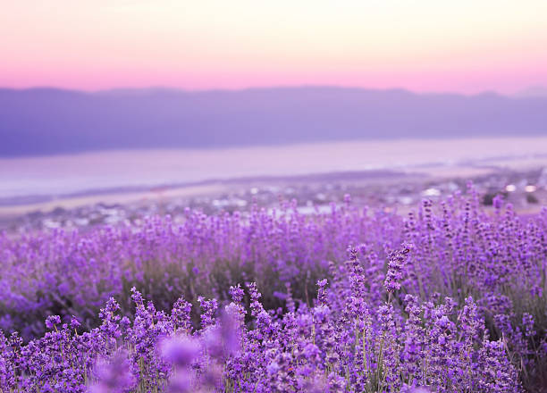 istock Beautiful image of lavender 518147073