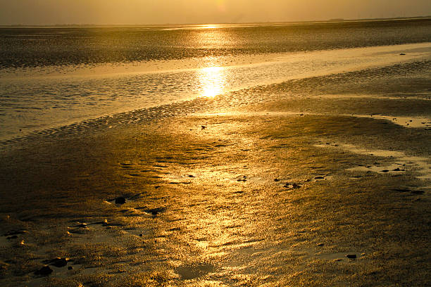 wade davis - sea beach mud flat mud stock-fotos und bilder