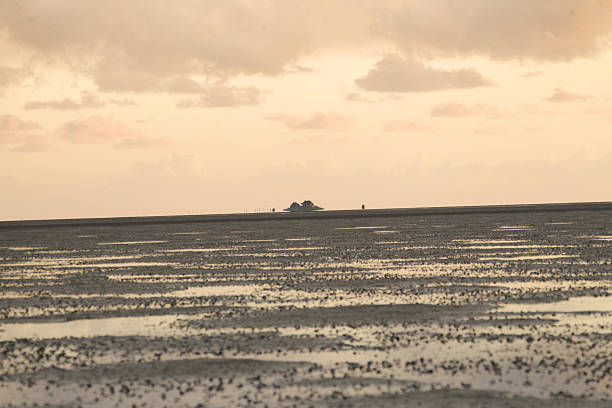 wade davis - sea beach mud flat mud stock-fotos und bilder