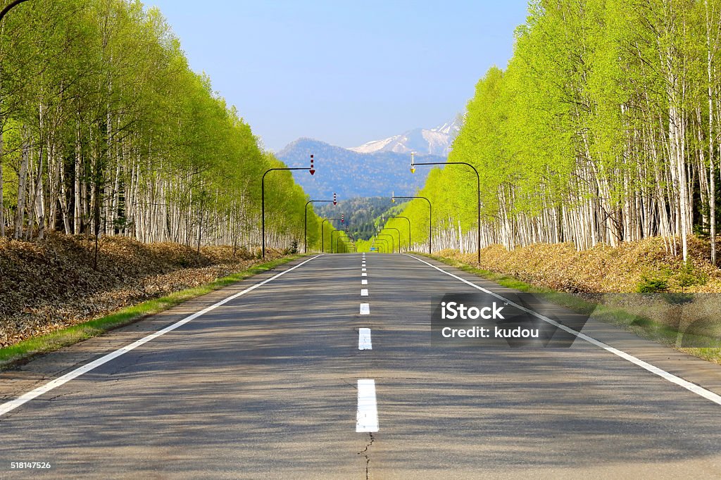 White birch Road at the foot of Mikuni Pass of Hokkaido White birch Road at the foot of Mikuni Pass of Hokkaido. Hokkaido Stock Photo