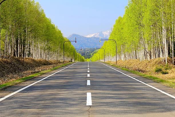 White birch Road at the foot of Mikuni Pass of Hokkaido White birch Road at the foot of Mikuni Pass of Hokkaido. national road stock pictures, royalty-free photos & images