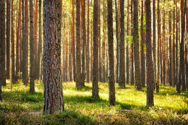 pine forest - boomstam stockfoto's en -beelden