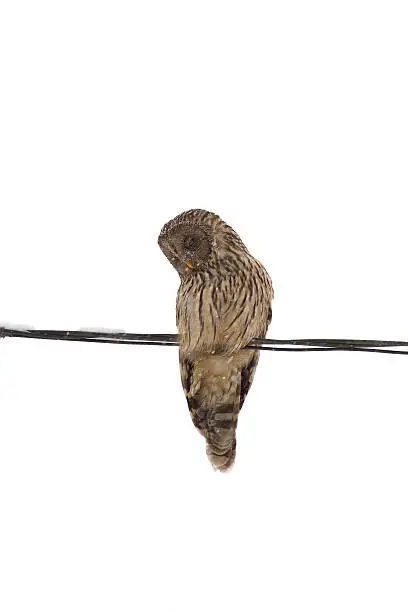 Photo of Ural owl in snow (strix uralensis) on the white background