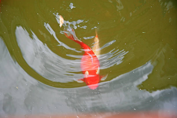istock Goldfish, Japanese symbol 518147889