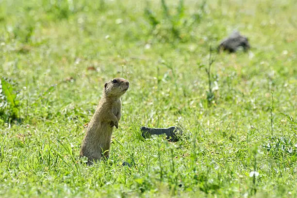 Cute European ground squirrel on field (Spermophilus citellus)