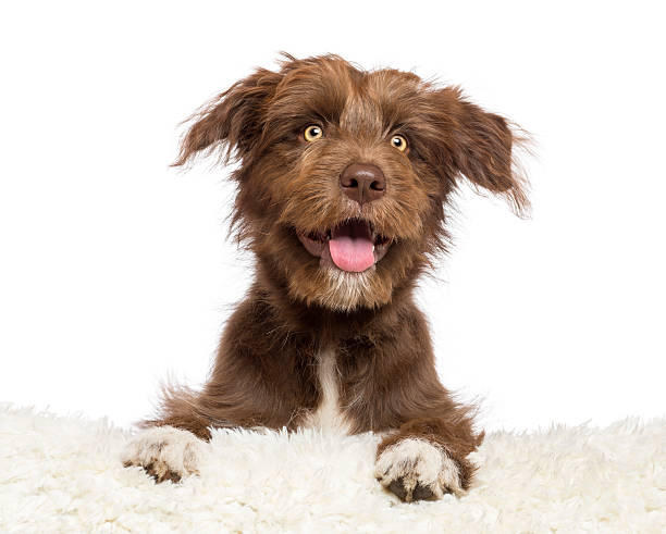 istock Crossbreed dog lying on white fur and looking away 518148430