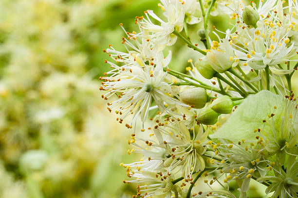 Linden flowers. Soft focus.