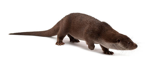 istock European Otter, Lutra lutra, 6 years old, walking 518148550