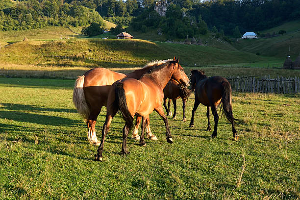 istock Horses on a summer pasture 518148578