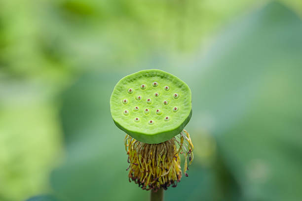 istock calyx of lotus. 518148602