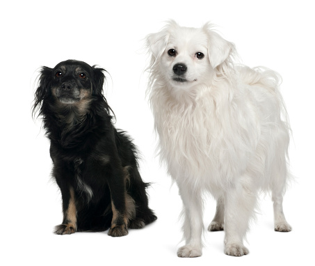 Mixed-breed, 3 and 6 years old, sitting in front of white background