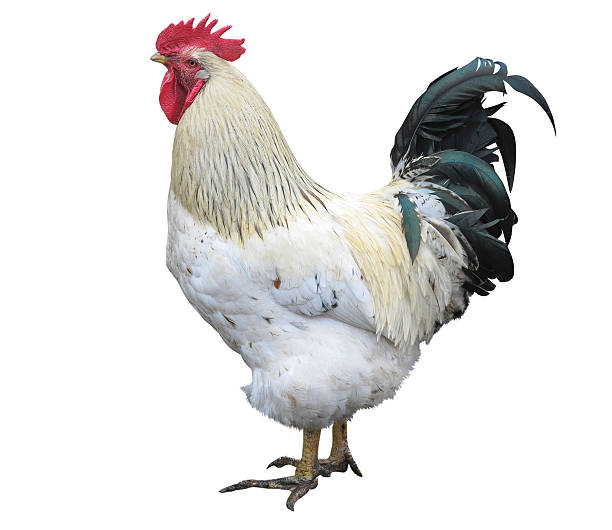 istock Chicken rooster cock isolated over white 518148800