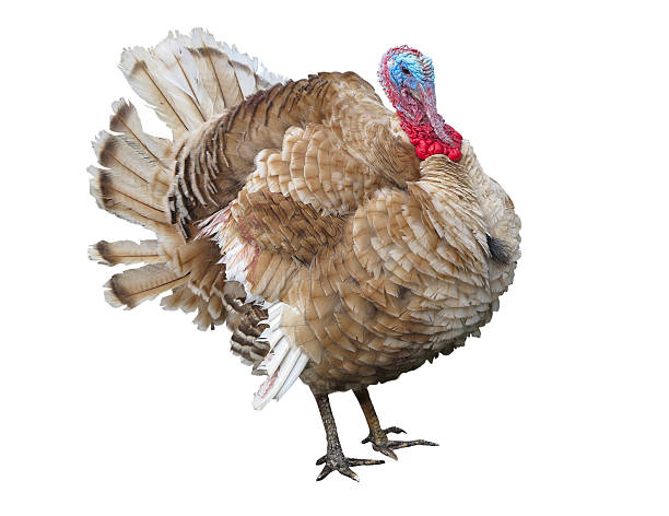 istock Brown turkey isolated on the white background 518148824