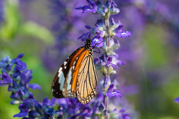 istock Butterfly and violet flower with soft focus 518149012
