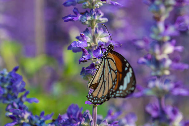 istock Butterfly and violet flower with soft focus 518149044