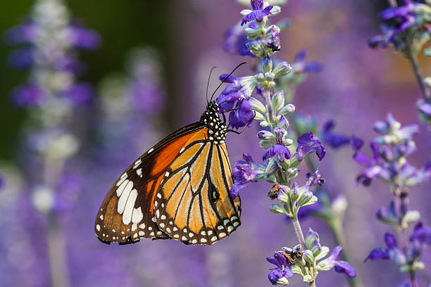 istock Butterfly and violet flower with soft focus 518149108