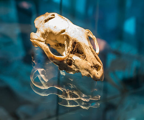 istock Animal skull with reflect shado 518149127