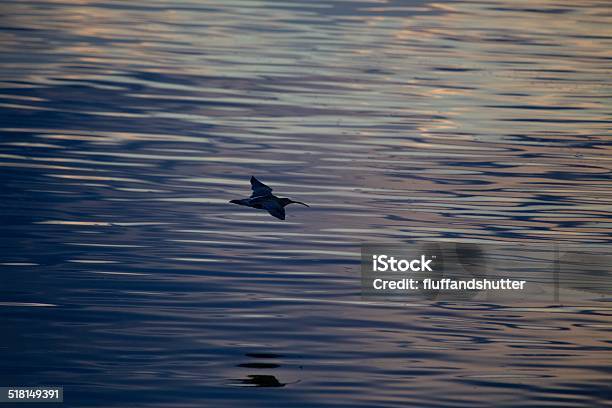 Eurasian Curlew Stock Photo - Download Image Now - Animal, Animal Wildlife, Animals In The Wild
