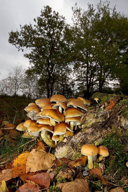 cogumelos em paisagem de outono - hypholoma fasciculare - fotografias e filmes do acervo