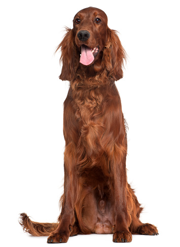 Irish Setter, 1 year old, sitting in front of white background