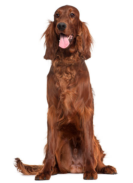 Irish Setter, 1 year old, sitting Irish Setter, 1 year old, sitting in front of white background irish setter stock pictures, royalty-free photos & images