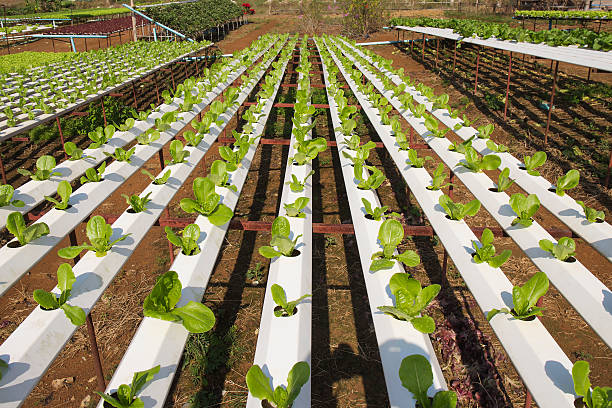 istock Organic vegetables hydro phonic Plantation 518149740