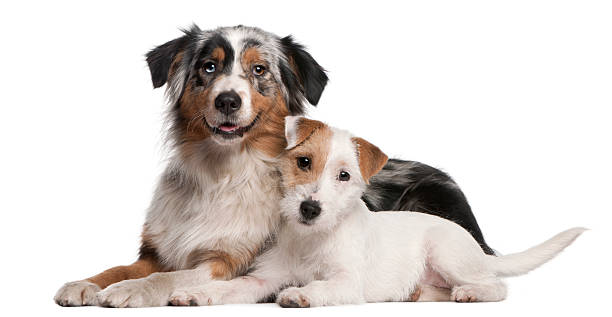 Australian Shepherd dog & Parson Russell Terrier puppy