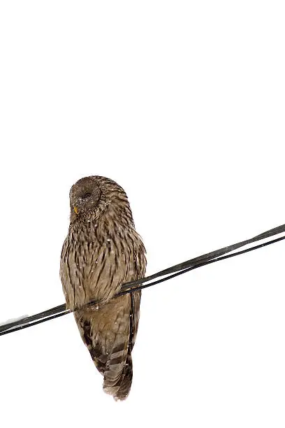 Photo of Ural owl in snow (strix uralensis) on the white background