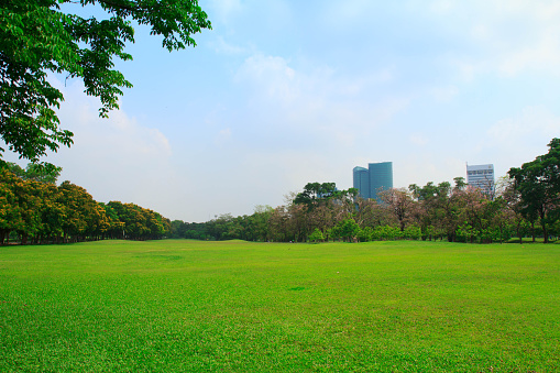 Green grass field in big city park