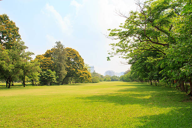 シティの公園 - freshnes ストックフォトと画像