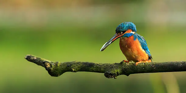 Kingfisher (Alcedo atthis) North Yorkshire, England.
