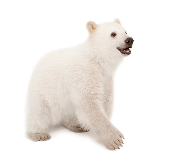istock Polar bear cub, Ursus maritimus, 6 months old, standing 518151784