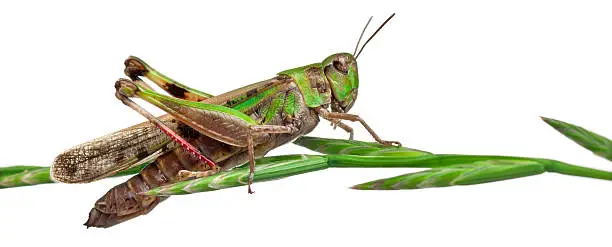 Photo of Cricket on a herb in front of white background