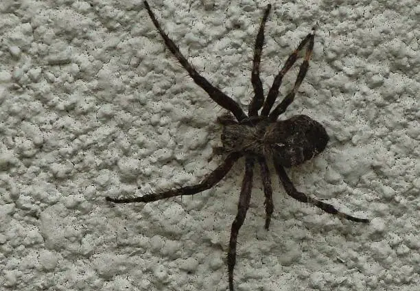 Photo of Creepy Crawly Big Spider