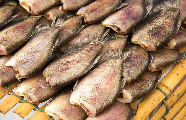 istock GOURAMI are basking sun 518152843